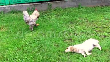 在传统的农村谷仓上，鸟公<strong>鸡</strong>在绿草中寻找食物。